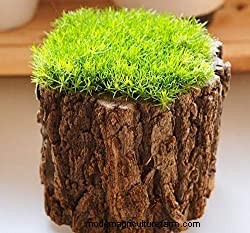 Irish Moss For Your Garden (Care Tips, Facts and Pictures)