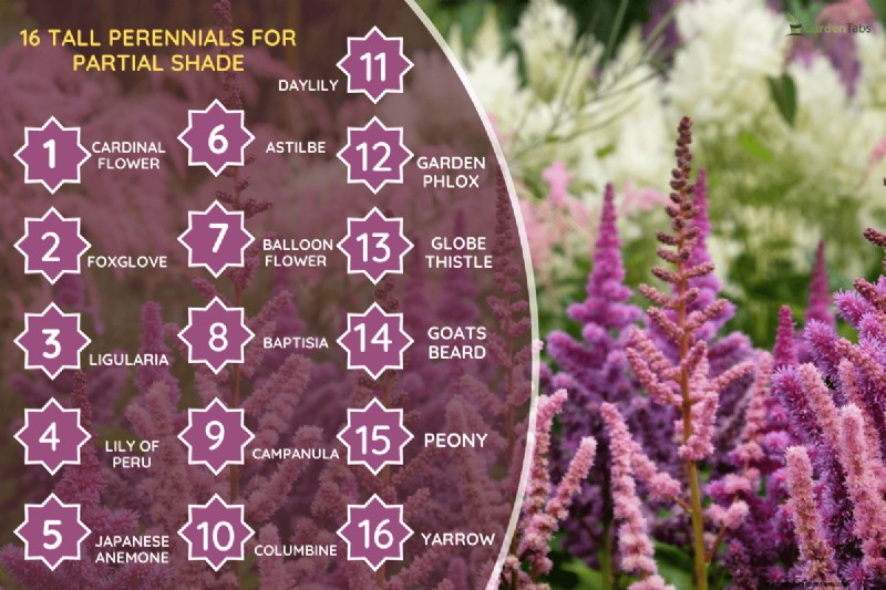 16 Tall Perennials For Partial Shade