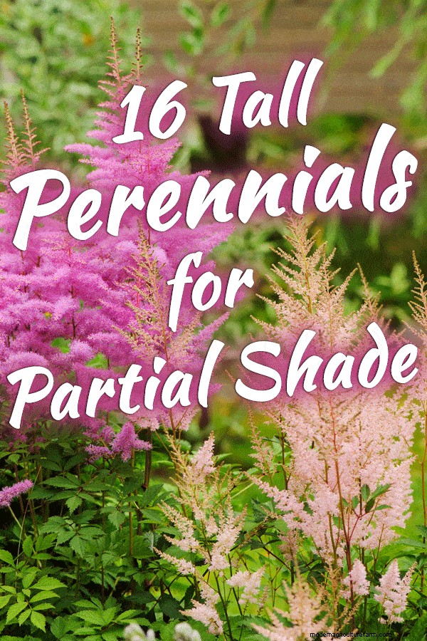 16 Tall Perennials For Partial Shade