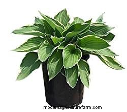 19 Border Plants for The Walkway That Will Add Curb Appeal To Your Home