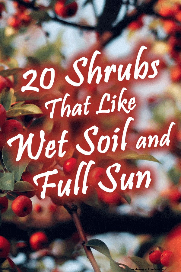 20 Shrubs That Like Wet Soil And Full Sun