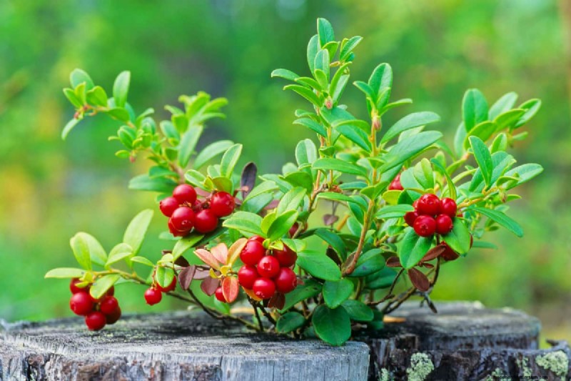 20 Shrubs That Like Wet Soil And Full Sun