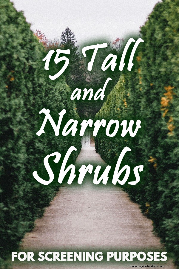 15 Tall And Narrow Shrubs For Screening Purposes