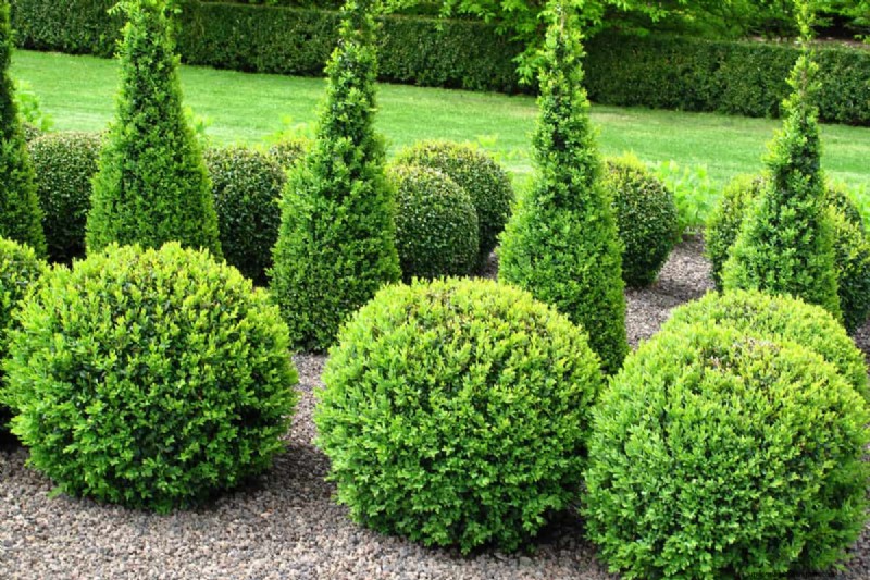 15 Tall And Narrow Shrubs For Screening Purposes