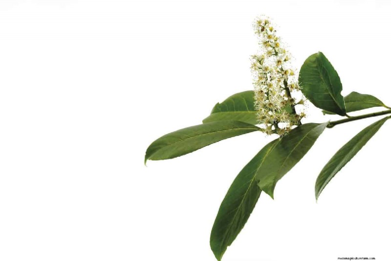 15 Tall And Narrow Shrubs For Screening Purposes