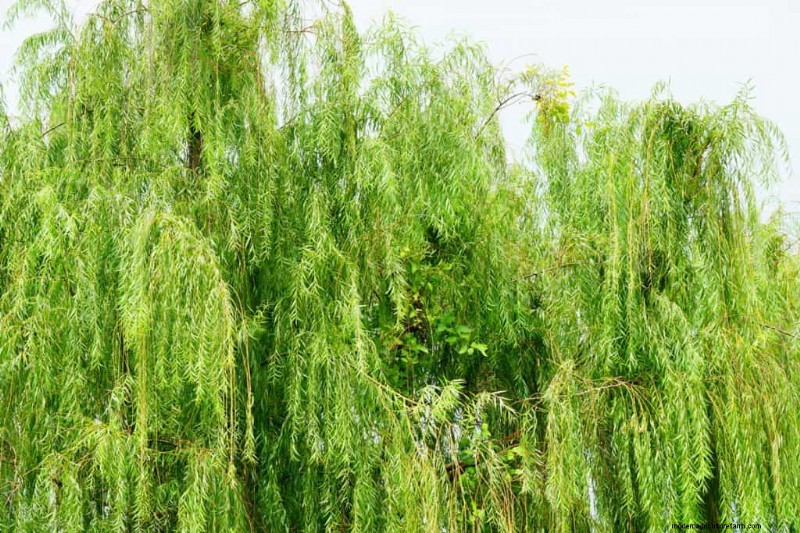 15 Tall And Narrow Shrubs For Screening Purposes