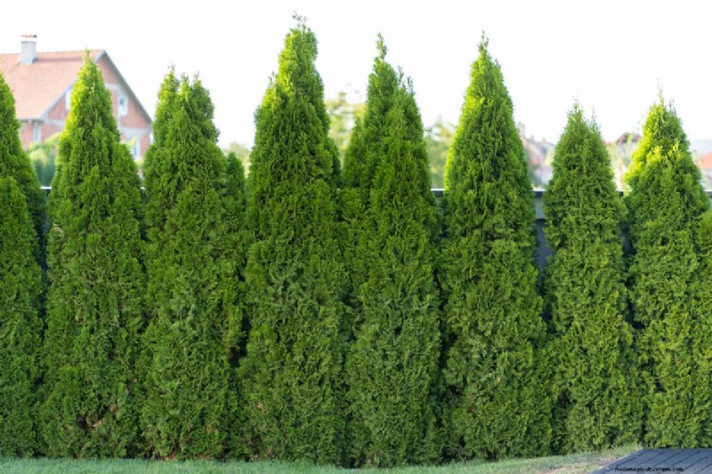 15 Tall And Narrow Shrubs For Screening Purposes