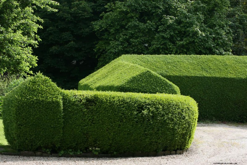 15 Tall And Narrow Shrubs For Screening Purposes