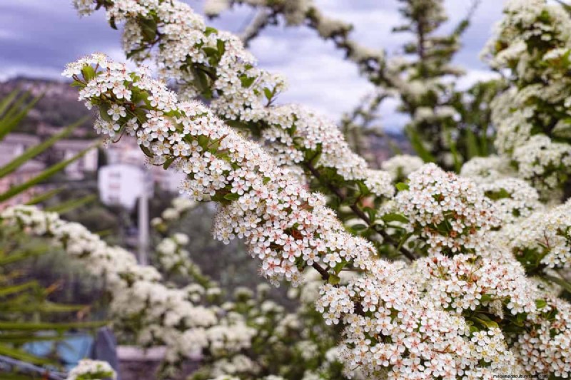 15 Tall And Narrow Shrubs For Screening Purposes
