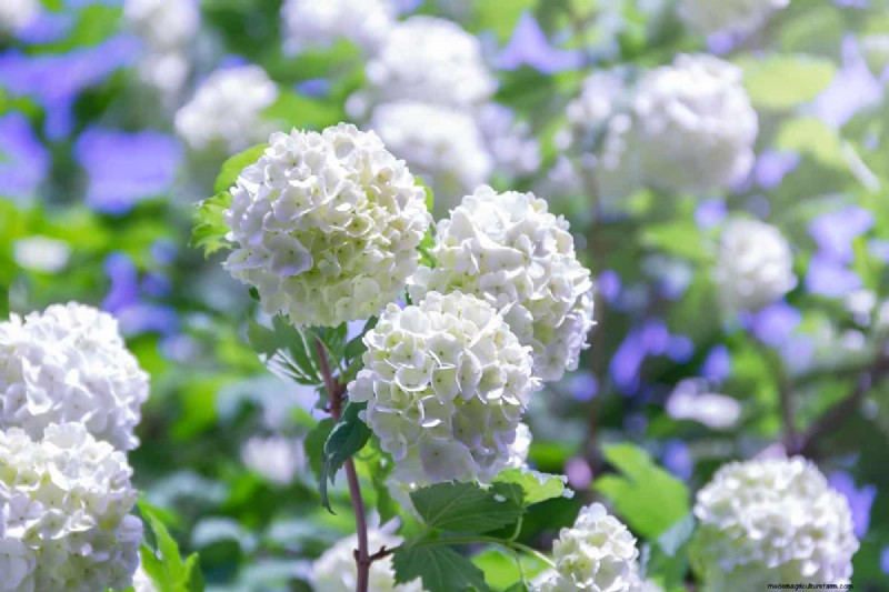 15 Tall And Narrow Shrubs For Screening Purposes