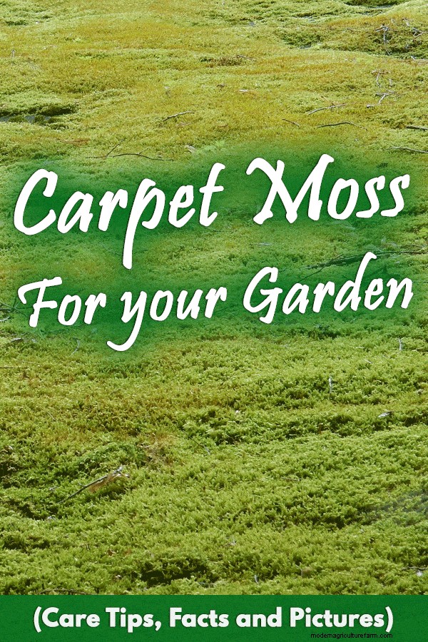 Carpet Moss For Your Garden (Care Tips, Facts and Pictures)