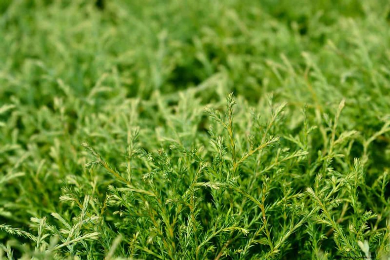 19 Dwarf Evergreen Shrubs For Full Sun