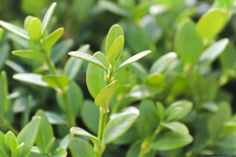 19 Dwarf Evergreen Shrubs For Full Sun