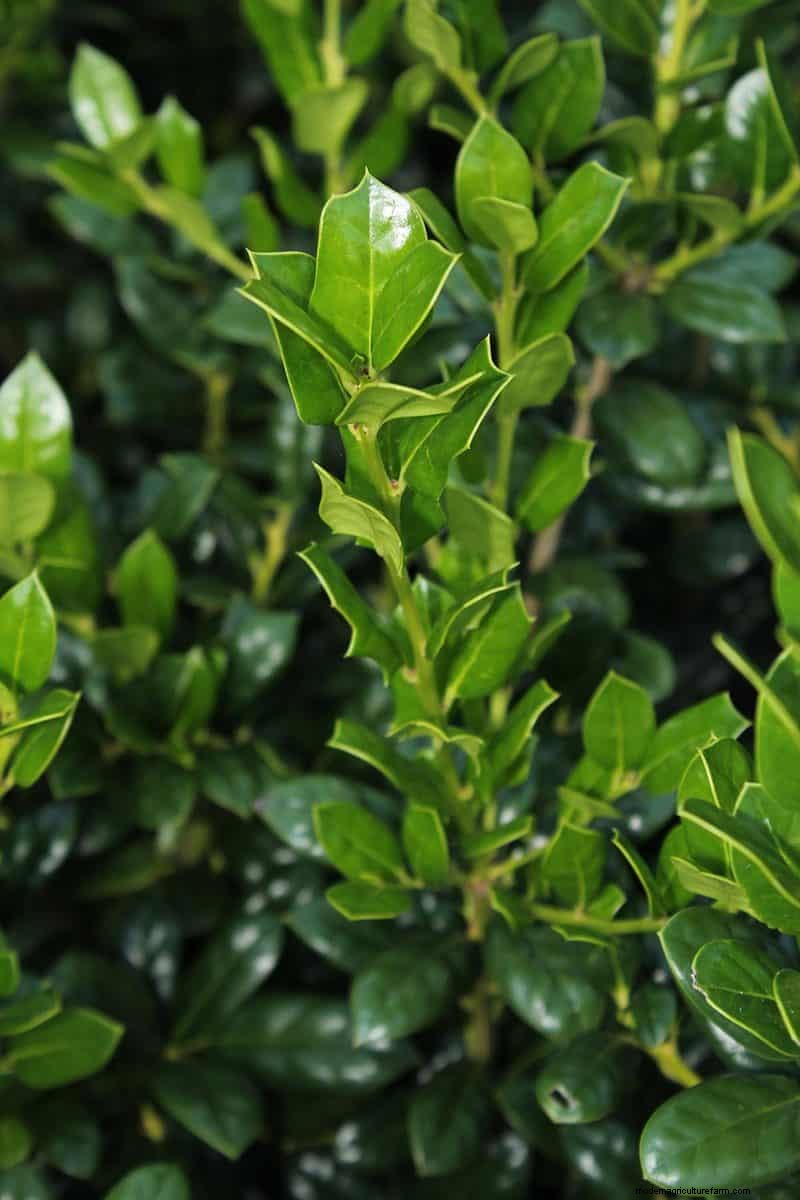 19 Dwarf Evergreen Shrubs For Full Sun