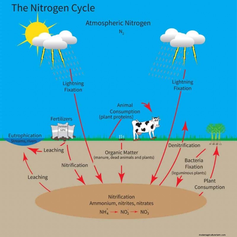 How Do Plants Use Nitrogen?