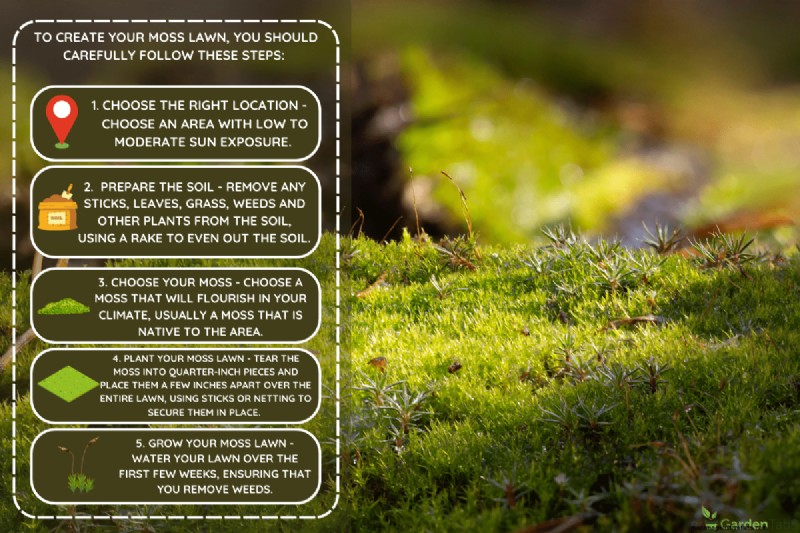 How To Create A Moss Lawn In 5 Easy Steps