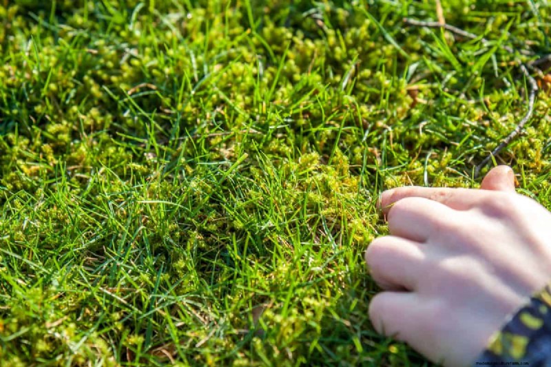 How To Create A Moss Lawn In 5 Easy Steps
