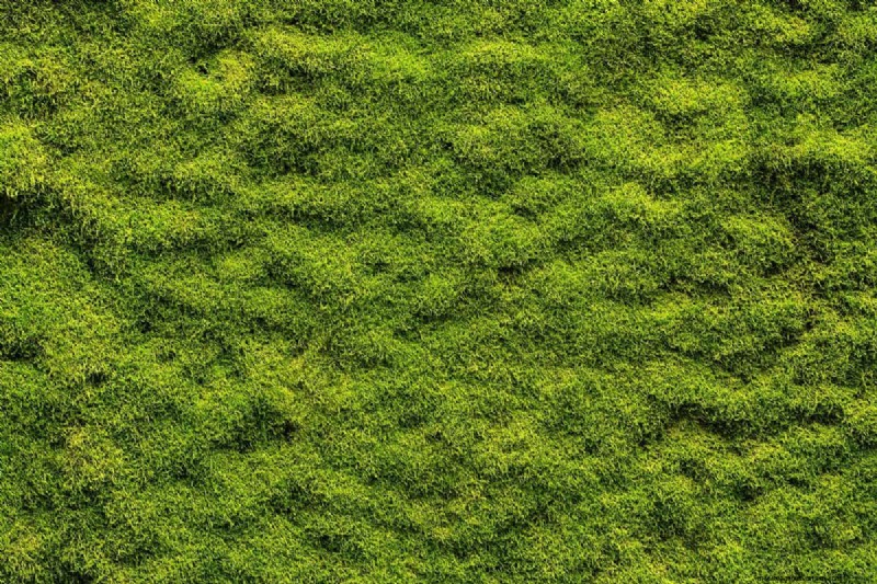 How To Create A Moss Lawn In 5 Easy Steps