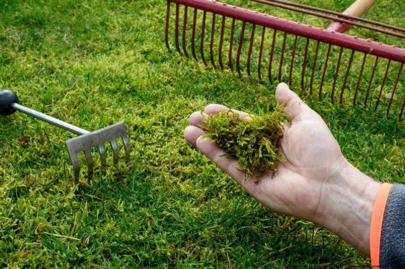 How To Create A Moss Lawn In 5 Easy Steps