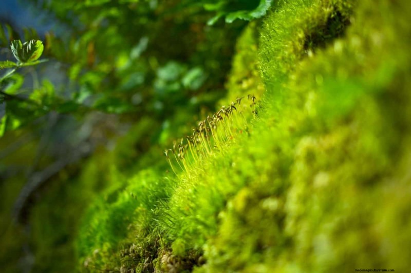 How To Create A Moss Lawn In 5 Easy Steps