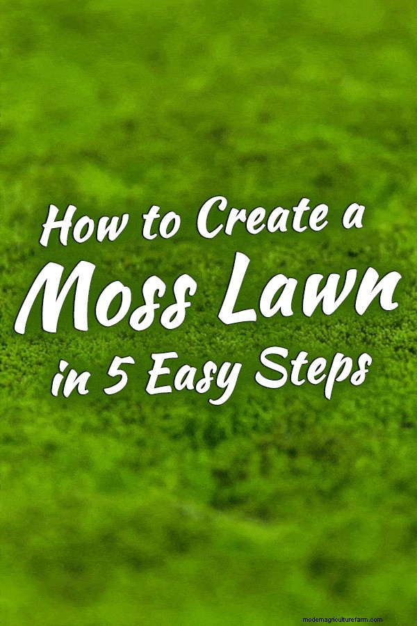 How To Create A Moss Lawn In 5 Easy Steps