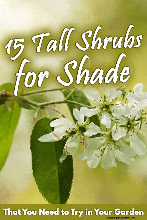 15 Tall Shrubs For Shade That You Need To Try In Your Garden