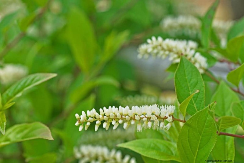 15 Tall Shrubs For Shade That You Need To Try In Your Garden