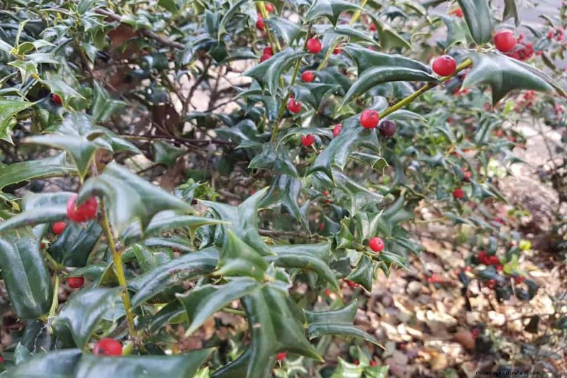 15 Tall Shrubs For Shade That You Need To Try In Your Garden