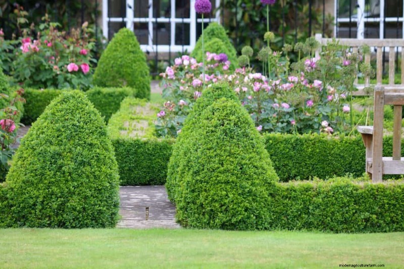 15 Tall Shrubs For Shade That You Need To Try In Your Garden