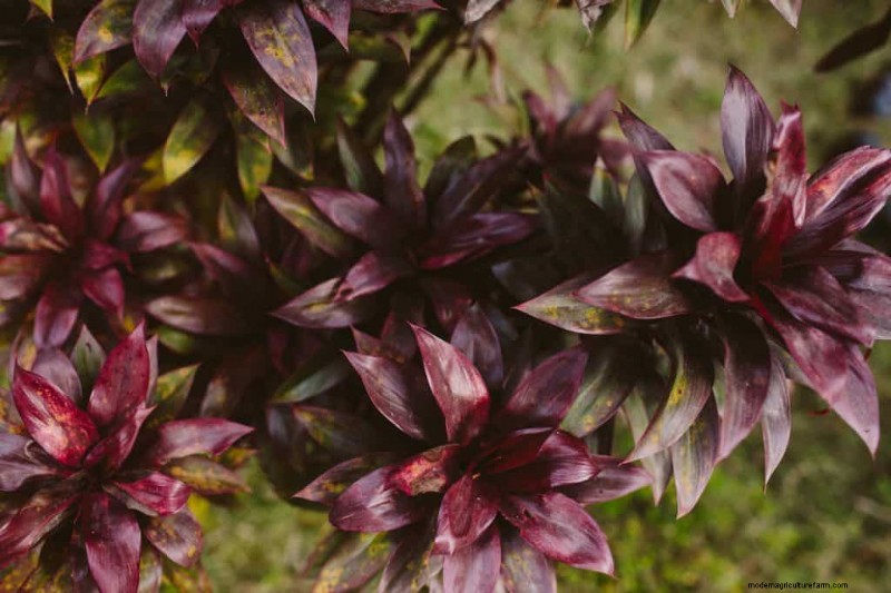 15 Fast-Growing House Plants You’re Going to Love