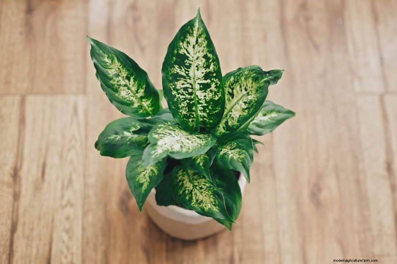 15 Fast-Growing House Plants You’re Going to Love