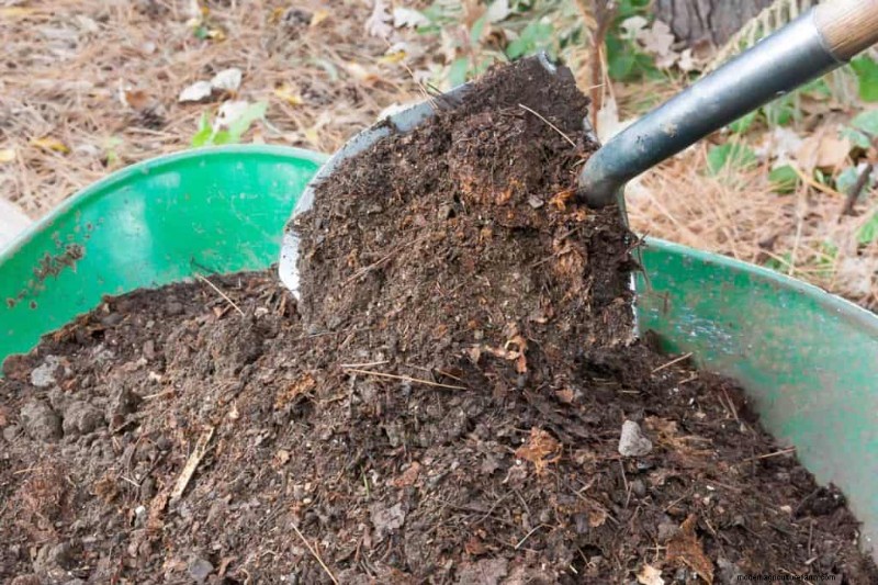 Can Compost Kill Plants?