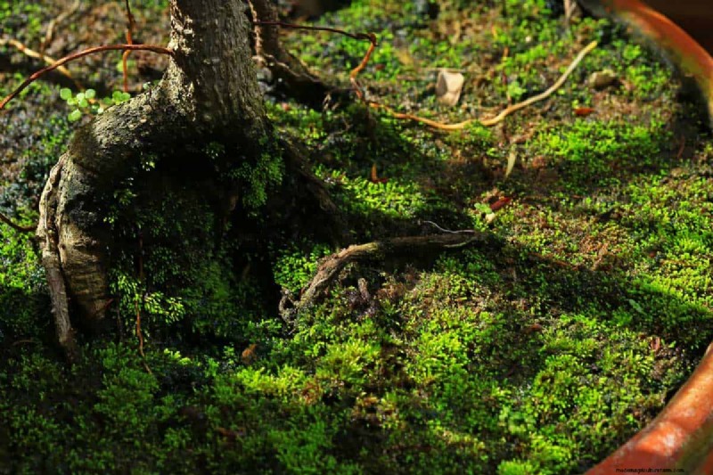 How To Improve Drainage In Potted Plants