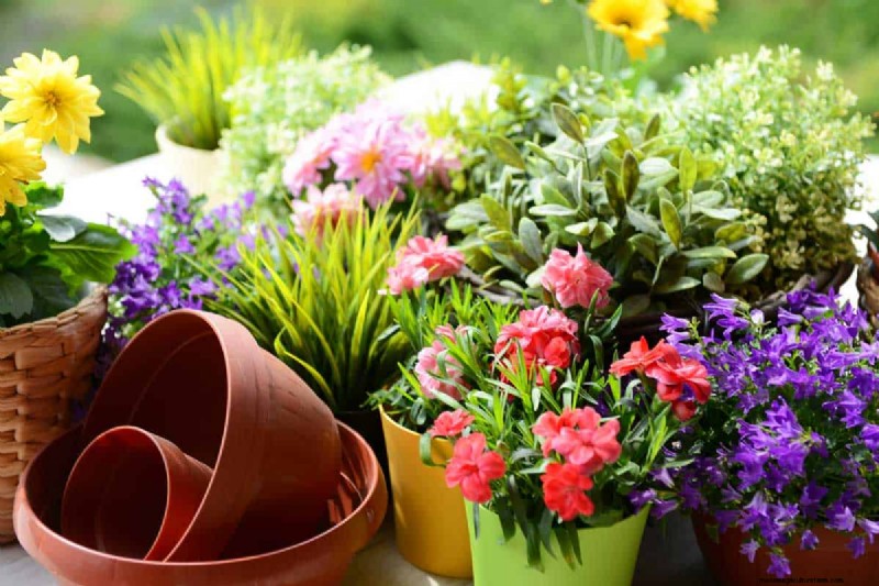 How To Improve Drainage In Potted Plants