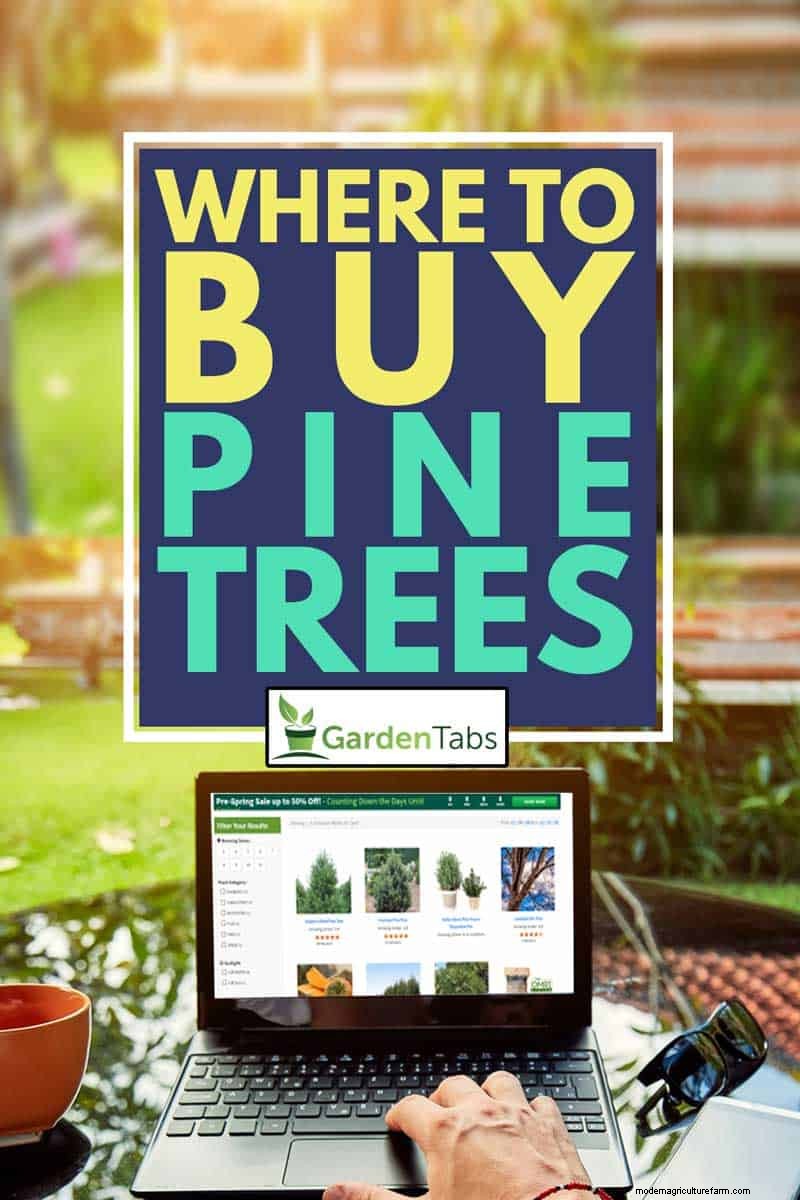 Where To Buy Pine Trees