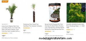 Where To Buy Pine Trees