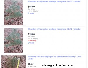 Where To Buy Pine Trees