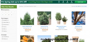 Where To Buy Pine Trees