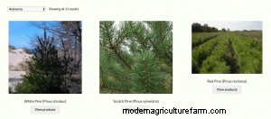 Where To Buy Pine Trees