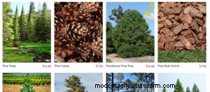 Where To Buy Pine Trees