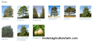 Where To Buy Pine Trees