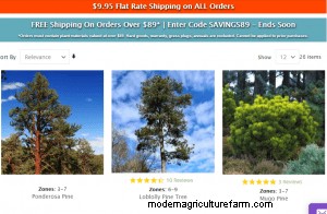 Where To Buy Pine Trees