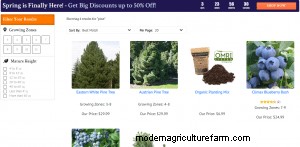 Where To Buy Pine Trees