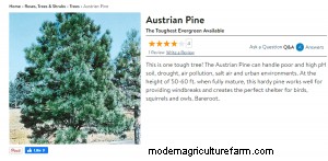 Where To Buy Pine Trees
