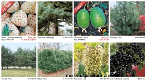 Where To Buy Pine Trees