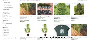 Where To Buy Pine Trees