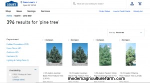 Where To Buy Pine Trees