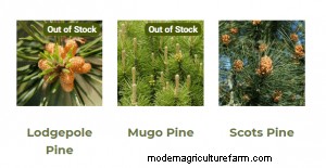 Where To Buy Pine Trees