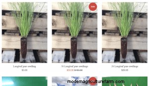 Where To Buy Pine Trees