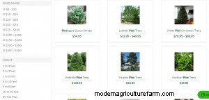 Where To Buy Pine Trees